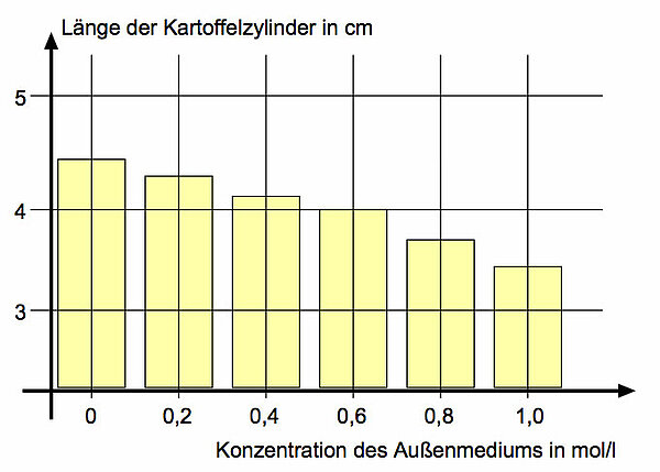 Ergebnisse des Kartoffelversuchs als Balkendiagramm dargestellt