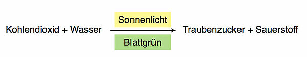 Kohlendioxid + Wasser ----> Traubenzucker + Sauerstoff