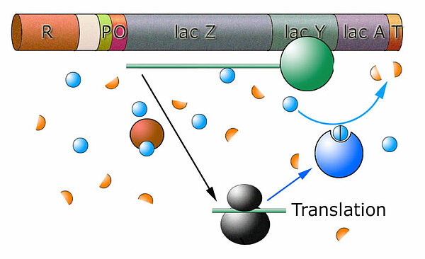 Abbau der Lactose durch die exprimierten Enzyme