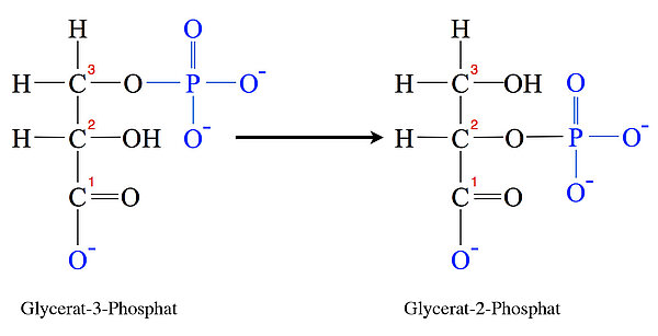 Glycerat-3-phosphat ===> Glycerat-2-phosphat