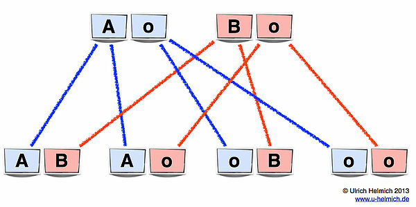 Kreuzungsschema Ao x Bo