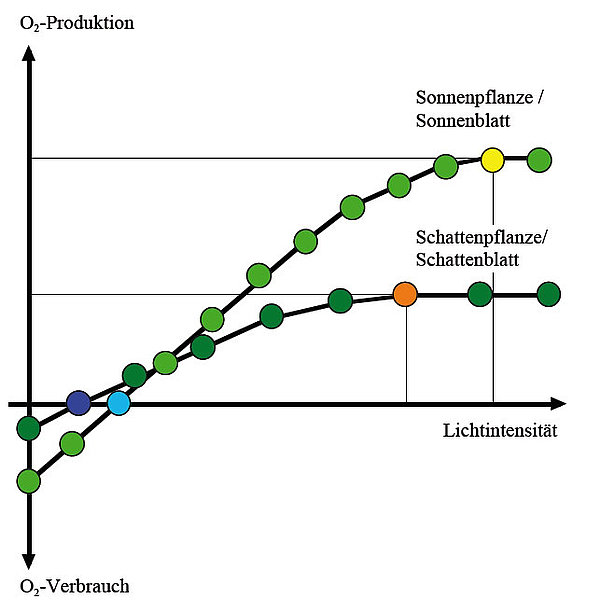 Fotosynthese bei einer Sonnen- und Schattenpflanze im Vergleich