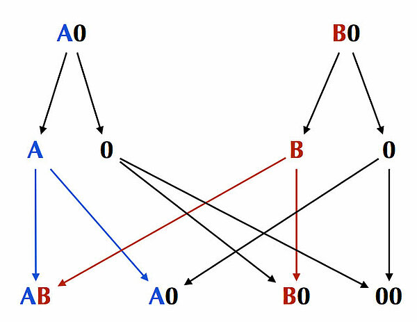 Vererbung des ABO-Systems am Beispiel eines anderen A-Vaters und einer B-Mutter