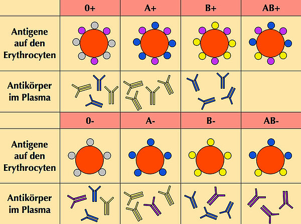 Die 8 Blutgruppen ABO und Rh+ bzw. Rh-
