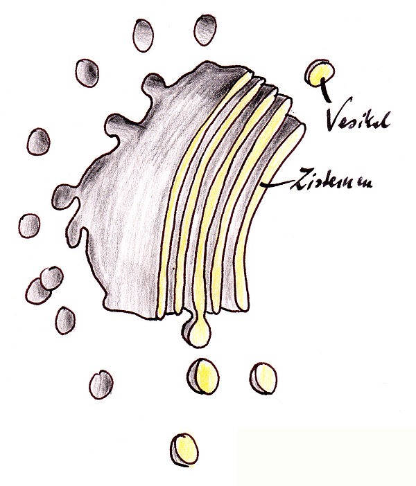 Ein Dictyosom des Golgi-Apparates mit ein paar Golgi-Vesikeln