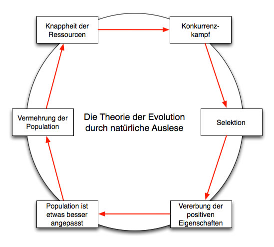 Theorie der natürlichen Auslese