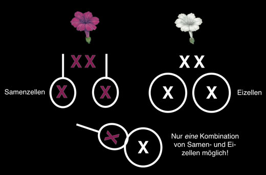 Bei der Befruchtung ist nur eine Kombination von Samen- und Eizelle moeglich