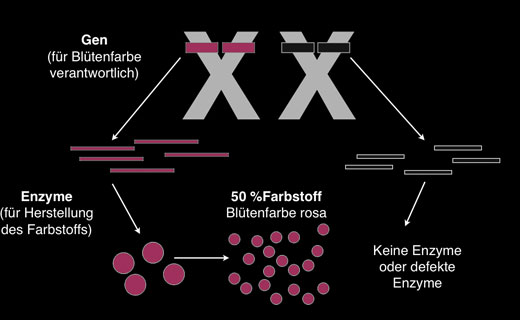 Schema: Vom Gen zum Merkmal bei der Bildung der Bluetenfarbe