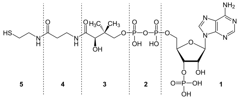 Strukturformel von Coenzym A (Wikipedia)